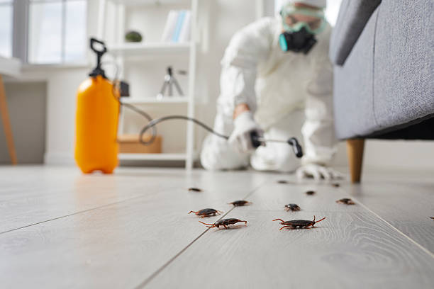Post-Treatment Bed Bug Interceptor Monitoring in Montevideo